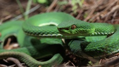 Trimeresurus yunnanensis
