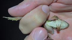Rana huanrensis