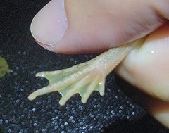 Rana huanrensis