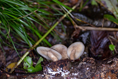 Agrocybe firma