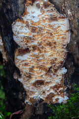 Antrodia heteromorpha