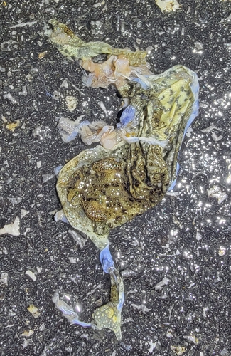 Sakhalin Toad