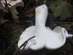 Albatrellus avellaneus