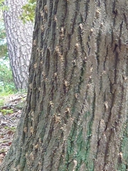 Platypus quercivorus