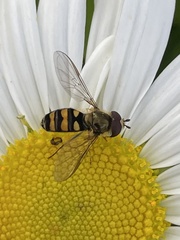 Eupeodes latifasciatus