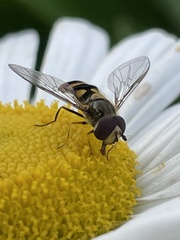 Eupeodes latifasciatus