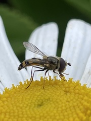 Eupeodes latifasciatus