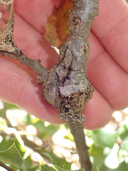 Dryocosmus asymmetricus