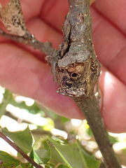 Dryocosmus asymmetricus