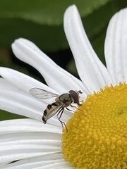 Eupeodes latifasciatus