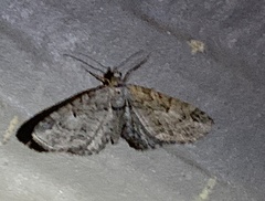 Eupithecia pusillata