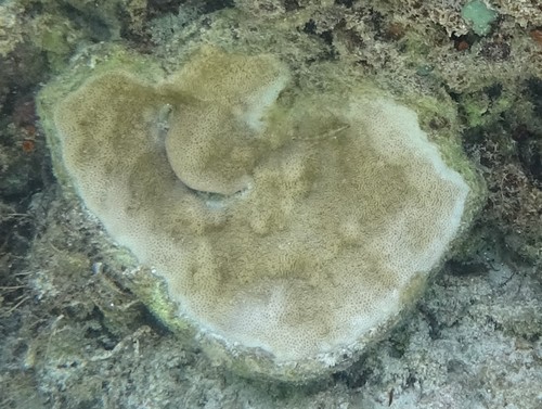Montipora foveolata observed 2021-10-08