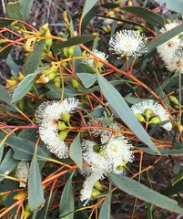 Eucalyptus incrassata