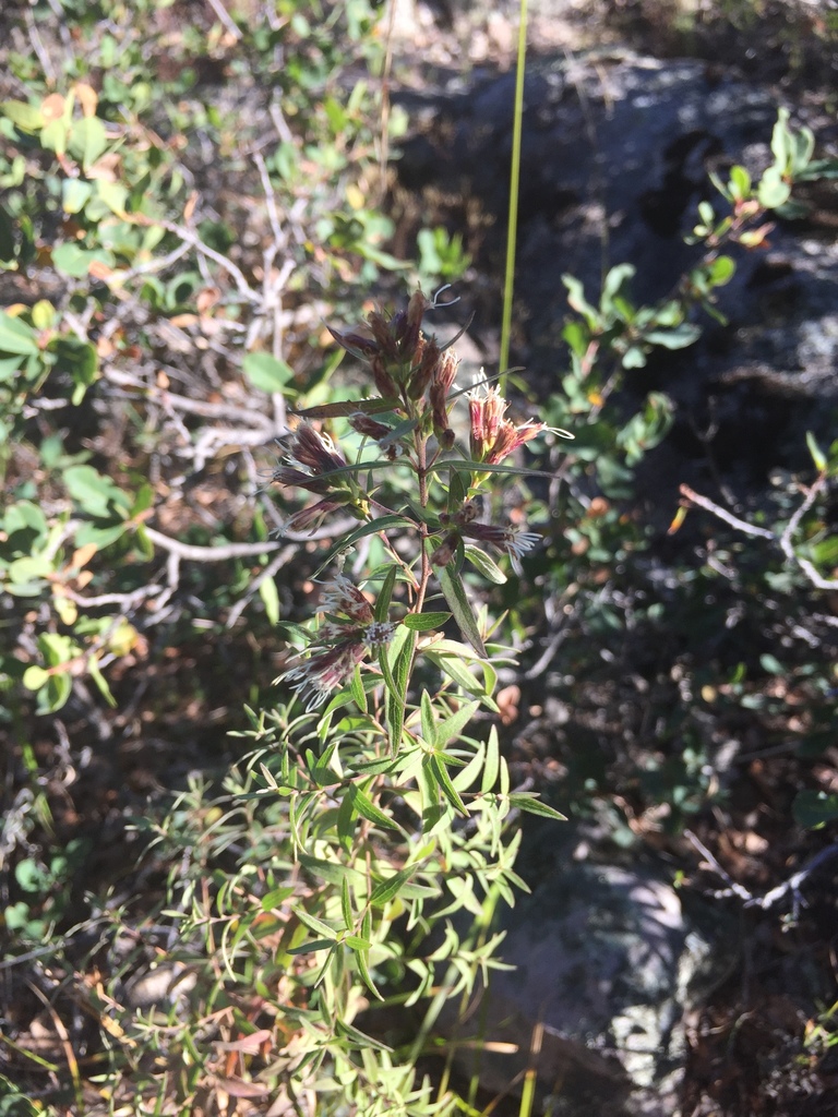 Asanthus solidaginifolius