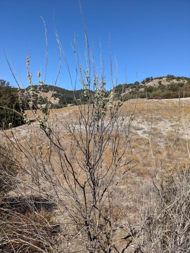 discombobulating bushmallow (Malacothamnus discombobulatus)