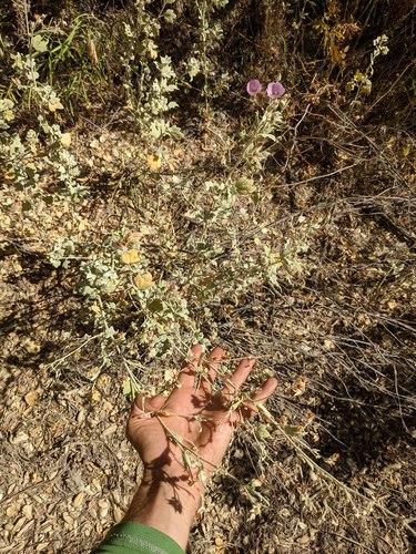 Malacothamnus abbottii, photograph 5