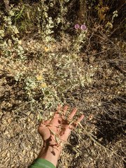 Malacothamnus abbottii