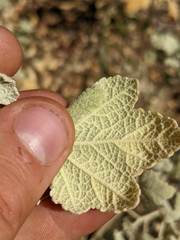 Malacothamnus abbottii