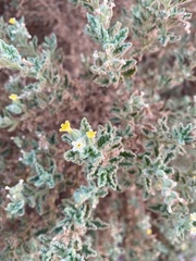 Heliotropium arbainense