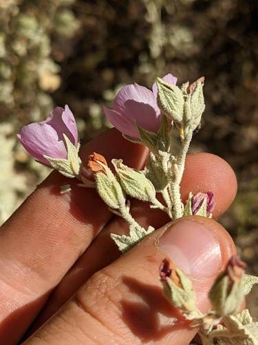 Malacothamnus abbottii, photograph 2