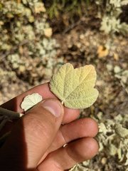 Malacothamnus abbottii