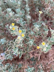 Heliotropium arbainense