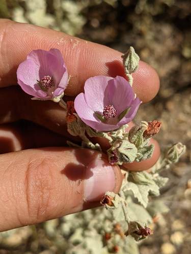 Abbott's bushmallow (Malacothamnus abbottii)