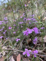 Tetratheca juncea