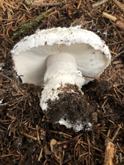 Amanita smithiana