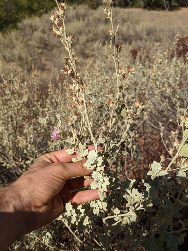 Malacothamnus abbottii, photograph 6