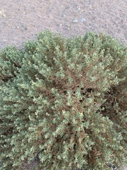 Heliotropium arbainense