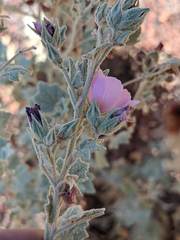 Malacothamnus abbottii