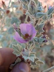 Malacothamnus abbottii