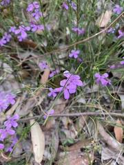 Tetratheca juncea