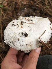 Amanita smithiana