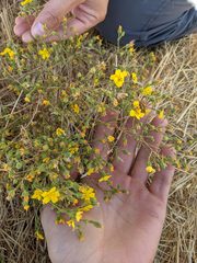 Deinandra pentactis