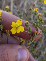 Deinandra pentactis