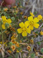 Deinandra pentactis