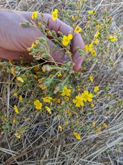 Deinandra pentactis