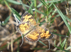 Phyciodes tharos