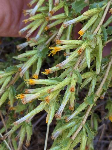 Serpentine Bristleweed (Hazardia stenolepis)