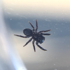 Chalcoscirtus diminutus