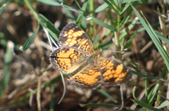 Phyciodes tharos
