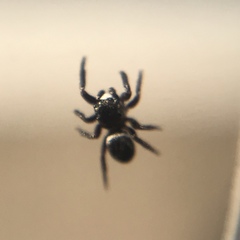 Chalcoscirtus diminutus