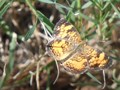 Phyciodes tharos