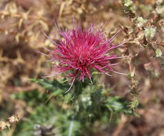 Cirsium ochrocentrum martinii