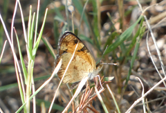 Phyciodes tharos