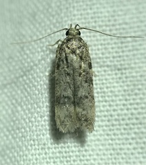 Chionodes pereyra