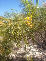 Acacia calamifolia