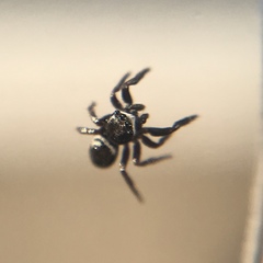 Chalcoscirtus diminutus